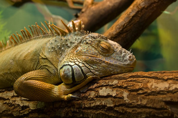 Obraz premium sleeping iguana