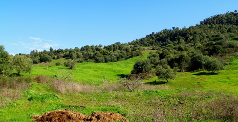 kabylie...oliveraie