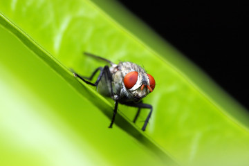 Fly