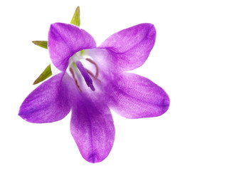 lila Glockenblume