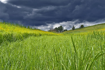 Green meadow and storm clouds