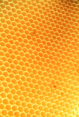 honeycomb cells