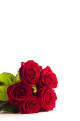 Five isolated red roses