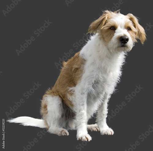 "Hund sitzend" Stockfotos und lizenzfreie Bilder auf Bild