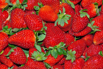 Garden Strawberry 4