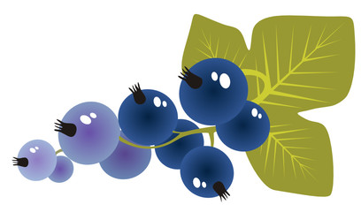 black currant