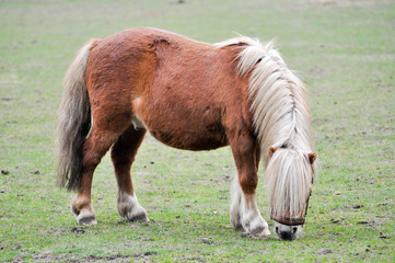 Pony