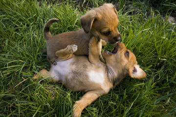 Hundewelpen Welpen Hund Puppy