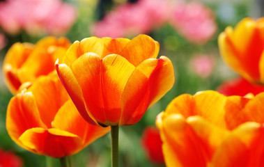 tulips in the garden background
