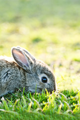rabbit