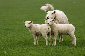 Naklejka na ściany i meble Mother sheep with two little lambs