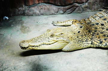 Albino crocodile