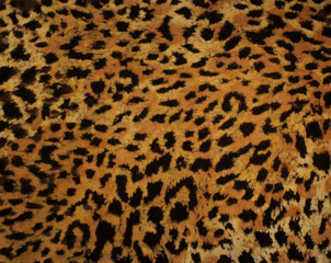 Leopard hide fur