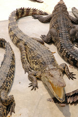 Obraz premium Crocodile