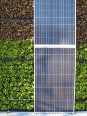 panneaux photovoltaiques/mur végétal