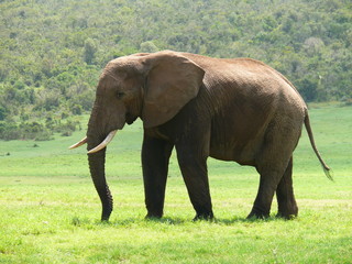 Fototapeta na wymiar Bull słoń