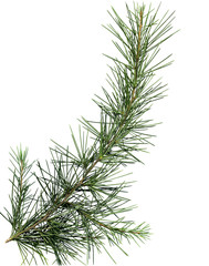 Fototapeta premium close up of pine tree branch