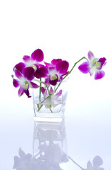 Orchids in a vase