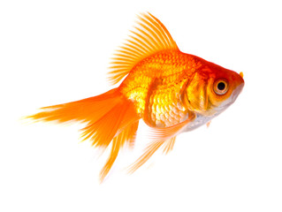 Gold fish.
