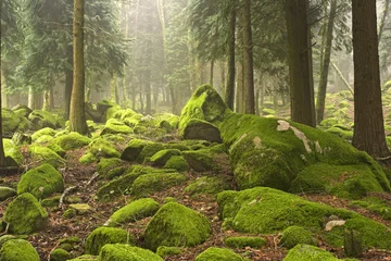 Zelfklevend Fotobehang Green woods © Zacarias da Mata