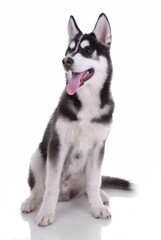 Siberian husky dog isolated on a white background