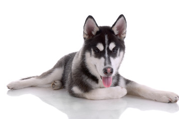 Siberian husky dog isolated on a white background