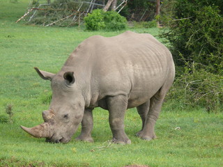 Fototapeta premium Breitmaulnashorn
