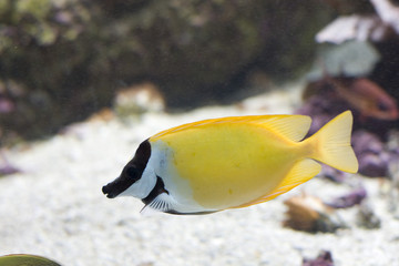 an exotic fish swimming