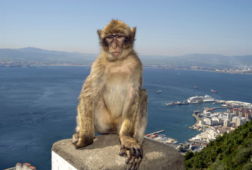Naklejka premium Monkey at Gibraltar