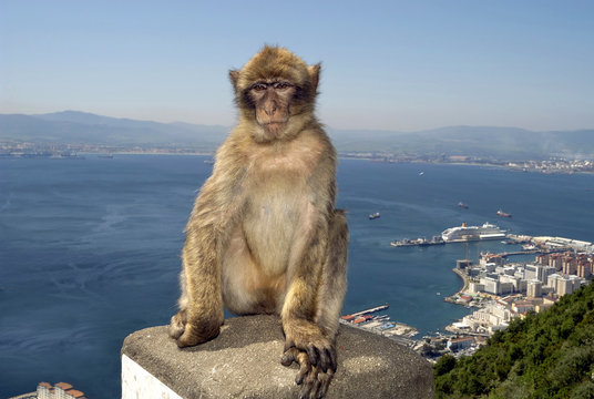 Monkey at Gibraltar