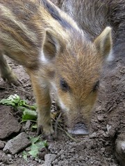 Wildschwein Ferkel