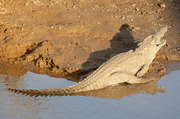African Crocodile basking
