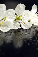Fiori di ciliegio
