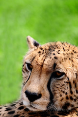 gepard