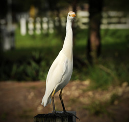 Cattle egret