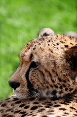 gepard