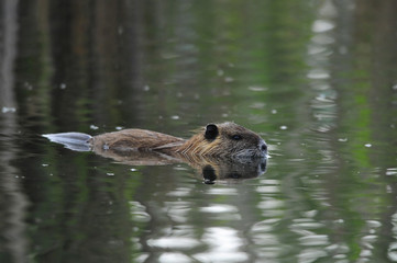 Nutria (Myocastor coypus) at Agamon Ahula Lake, Israel