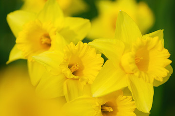 Narzissen 060
