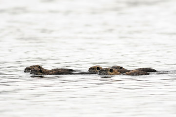 Nutria (Myocastor coypus) at Agamon Ahula Lake, Israel