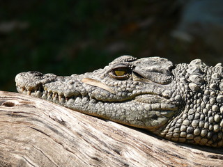 Nilkrokodil zeigt Zähne