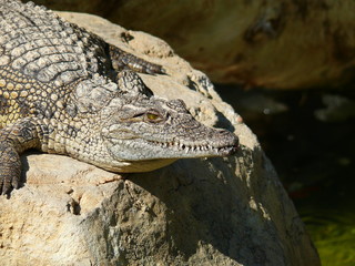 Nilkrokodil auf dem Sprung