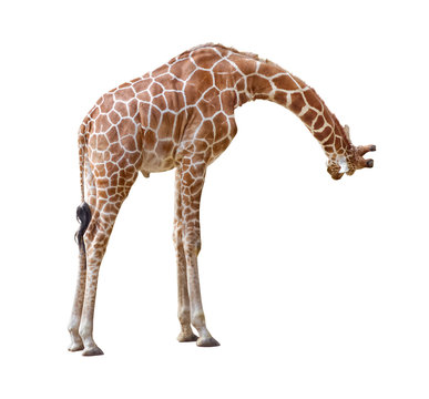 Giraffe curiosity cutout