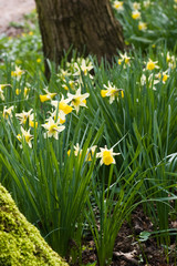 Small daffodils in spring in the forest