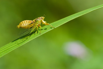 Cicadas courtship (Mogannia hebes), Taiwan, East Asia