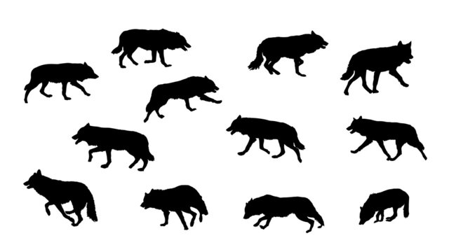 wolf running, vector silhouette collection