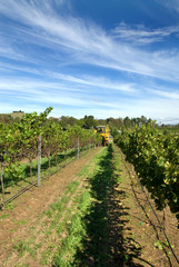 Fototapeta na wymiar Harvesting Grapes