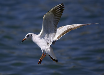 Flying Gull