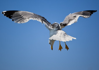 Flying Gull