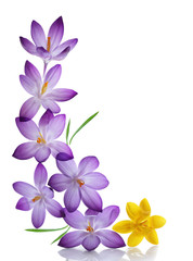Purple and Yellow Crocus