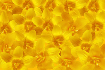 Obraz premium Crocus Background
